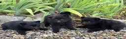 Schipperke perros en venta: Schipperke: unica camada en España 🇪🇸 - Anuncio 2
