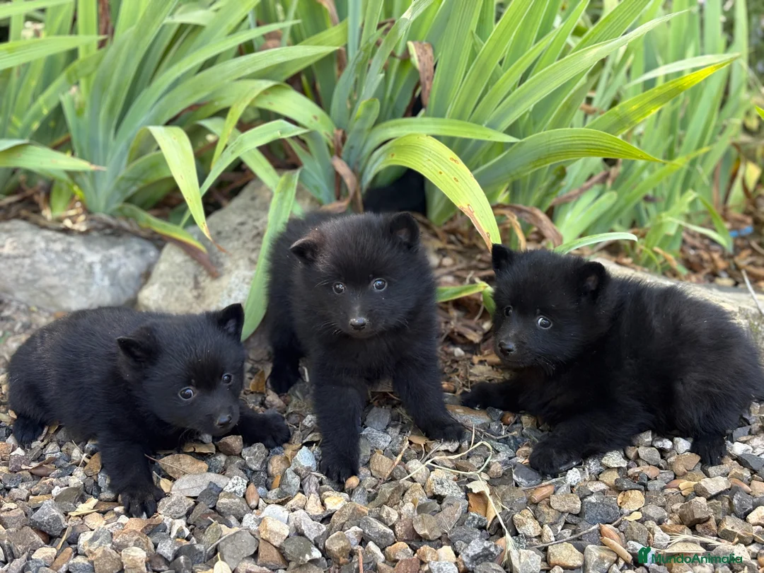 Schipperke perros en venta: Schipperke: unica camada en España 🇪🇸 - Anuncio 2