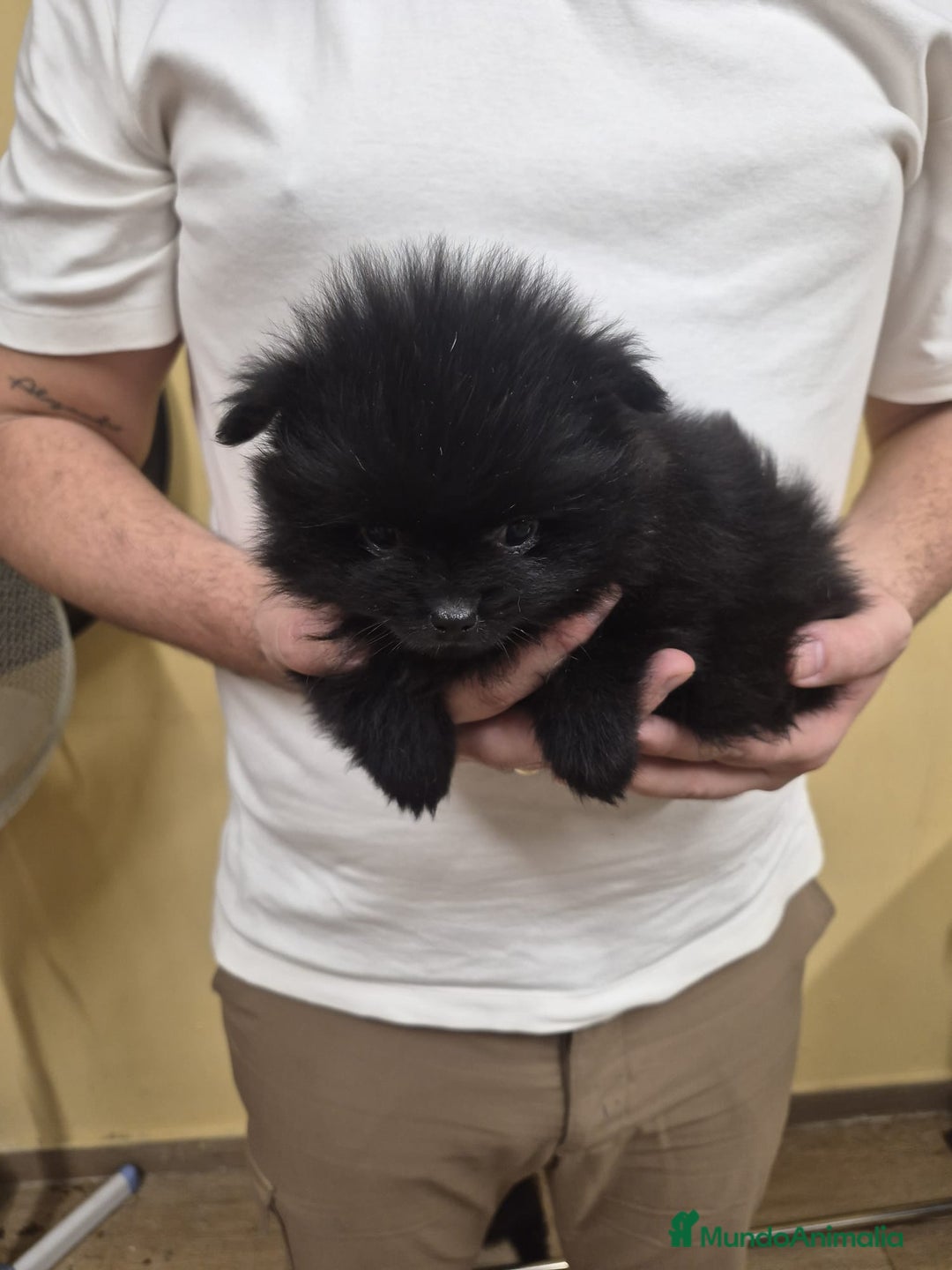 Pomerania perros en venta: LULU POMERANIA EXCLUSIVO  - Anuncio 1