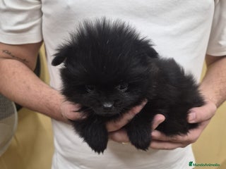 Pomerania perros LULU POMERANIA EXCLUSIVO - Anuncio 1