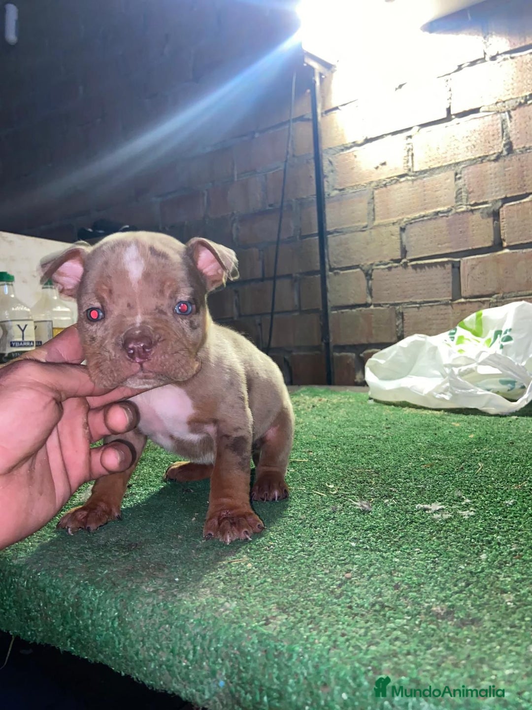 American Bully perros en venta: American bully pocket  - Anuncio 4