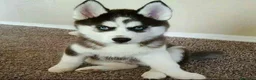 Husky Siberiano perros en venta: husky siberiano economico  en Cantabria - Anuncio 1