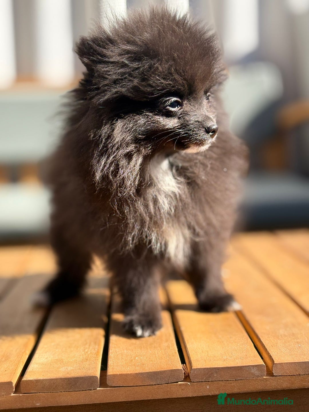 Pomerania perros en venta: Lulu pomerania MICRO TOY  - Imagen 1