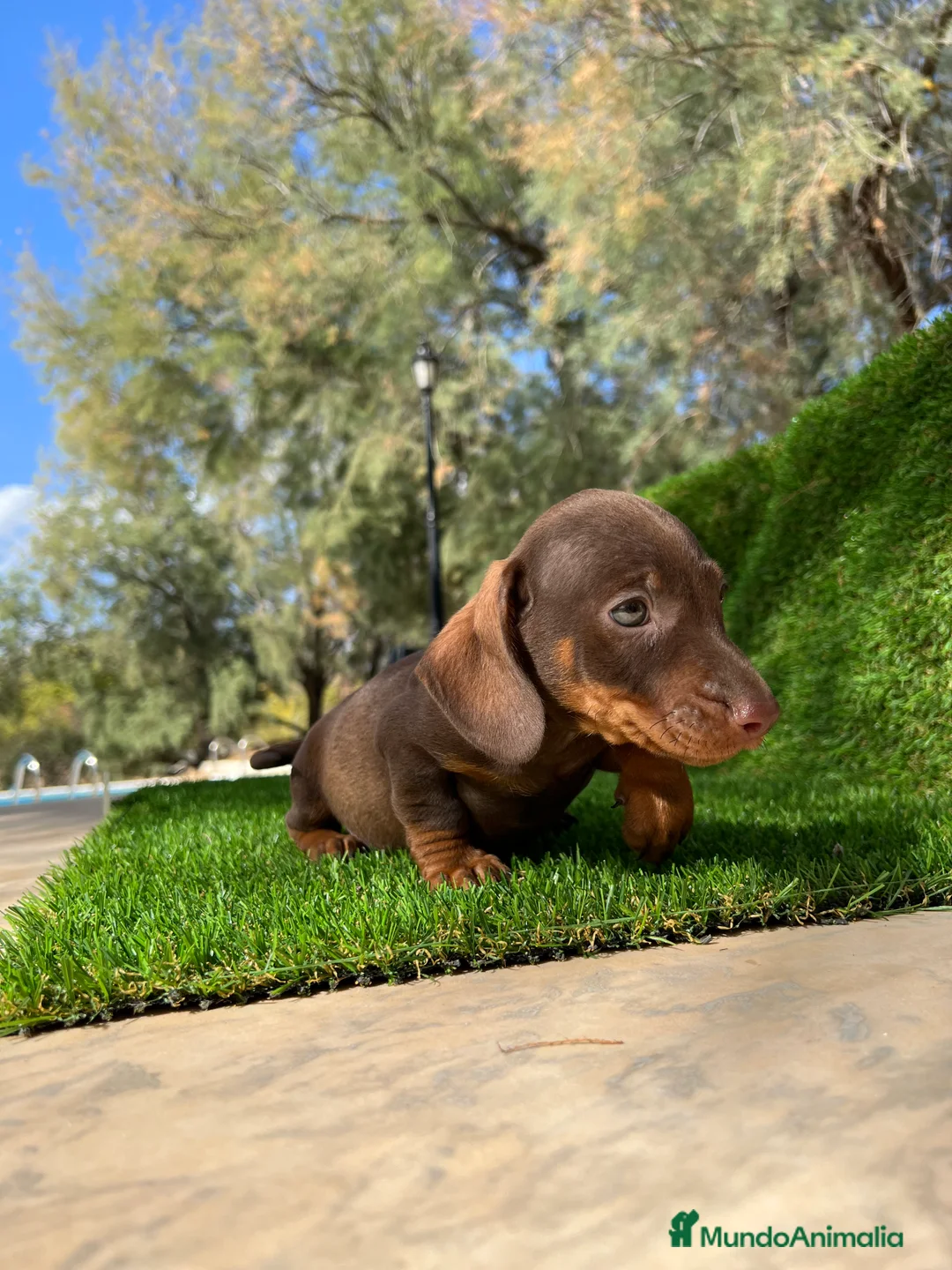 Teckel Miniatura perros en venta: Teckel MADRID !!  en Ciudad Real - Anuncio 5