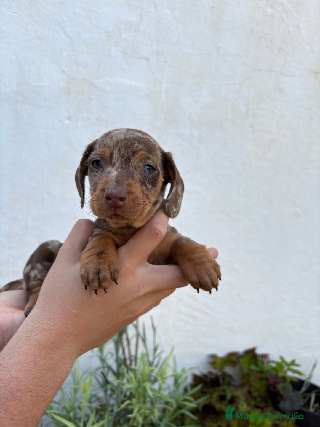 Teckel perros en venta: Teckel miniatura y kaninchen  - Anuncio 4