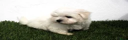 Bichón Maltés perros en venta: Bichon Maltes  - Anuncio 3