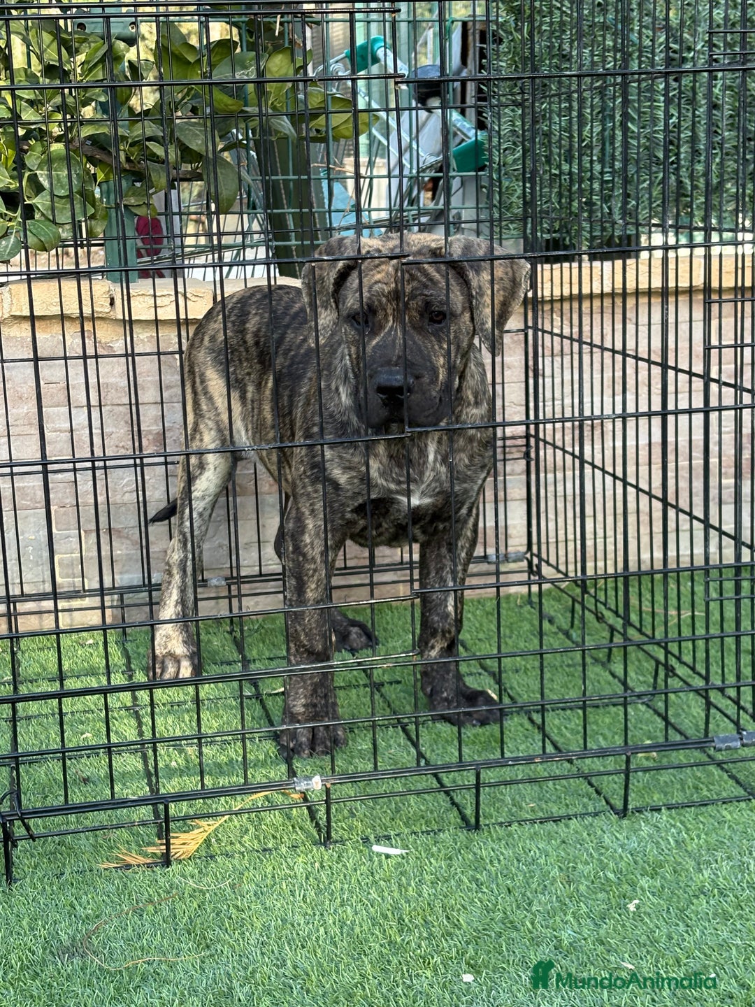 Presa Canario perros en venta: Disponible cachorra de presa canario - Anuncio 7