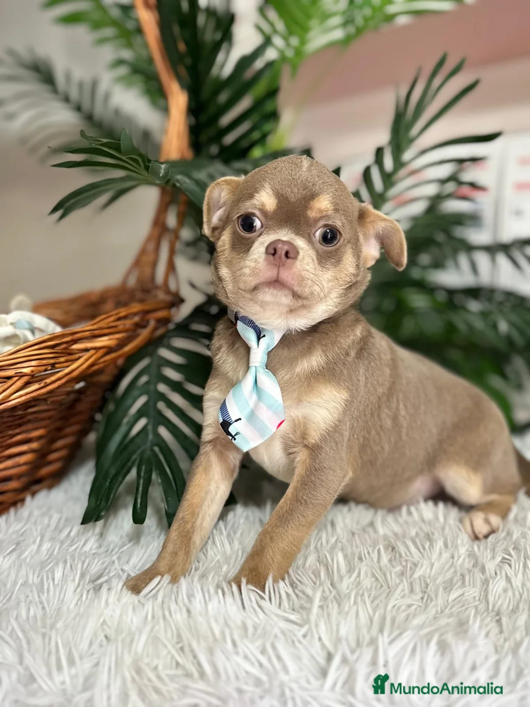 Chihuahua perros en venta: CHIHUAHUA BLUE 6 MESES - Anuncio 6