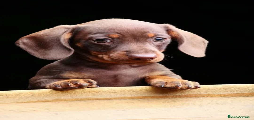 Imagen de galería {{count}}