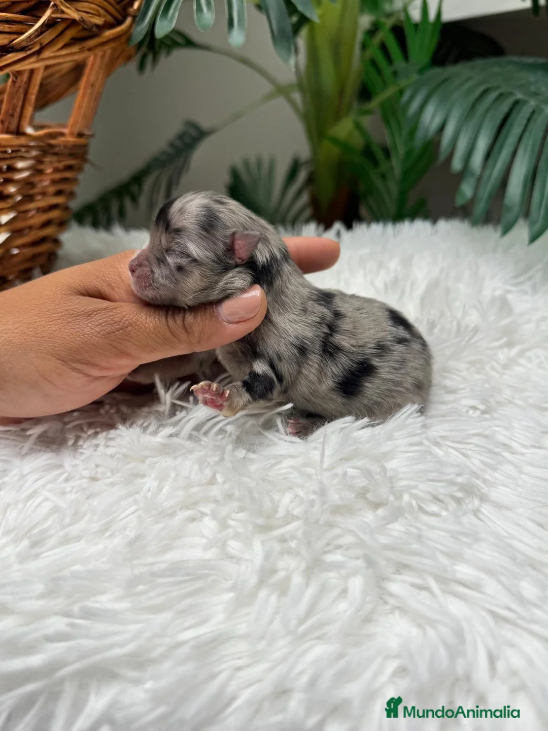 Pomerania perros en venta: POMERANIA  - Anuncio 1