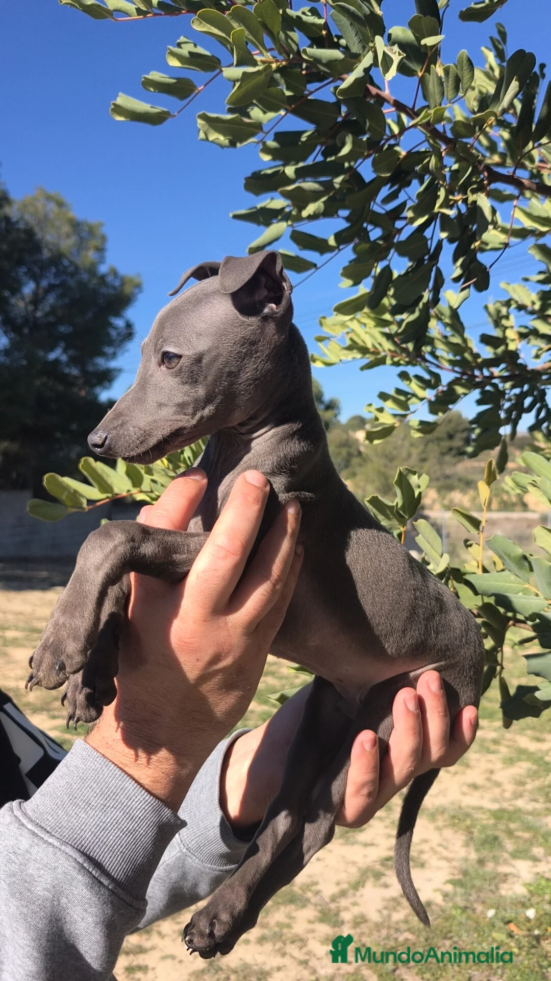 Pequeño Lebrel Italiano perros en venta: Piccolo Galgo Italiano Lebrel Italiano  - Anuncio 6