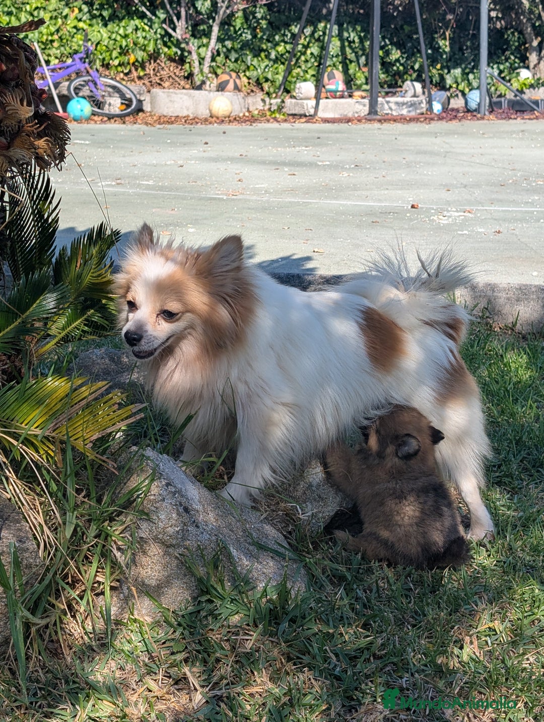 Spitz pequeño - Kleinspitz perros en venta: Kleinspitz pomerania  - Imagen 7