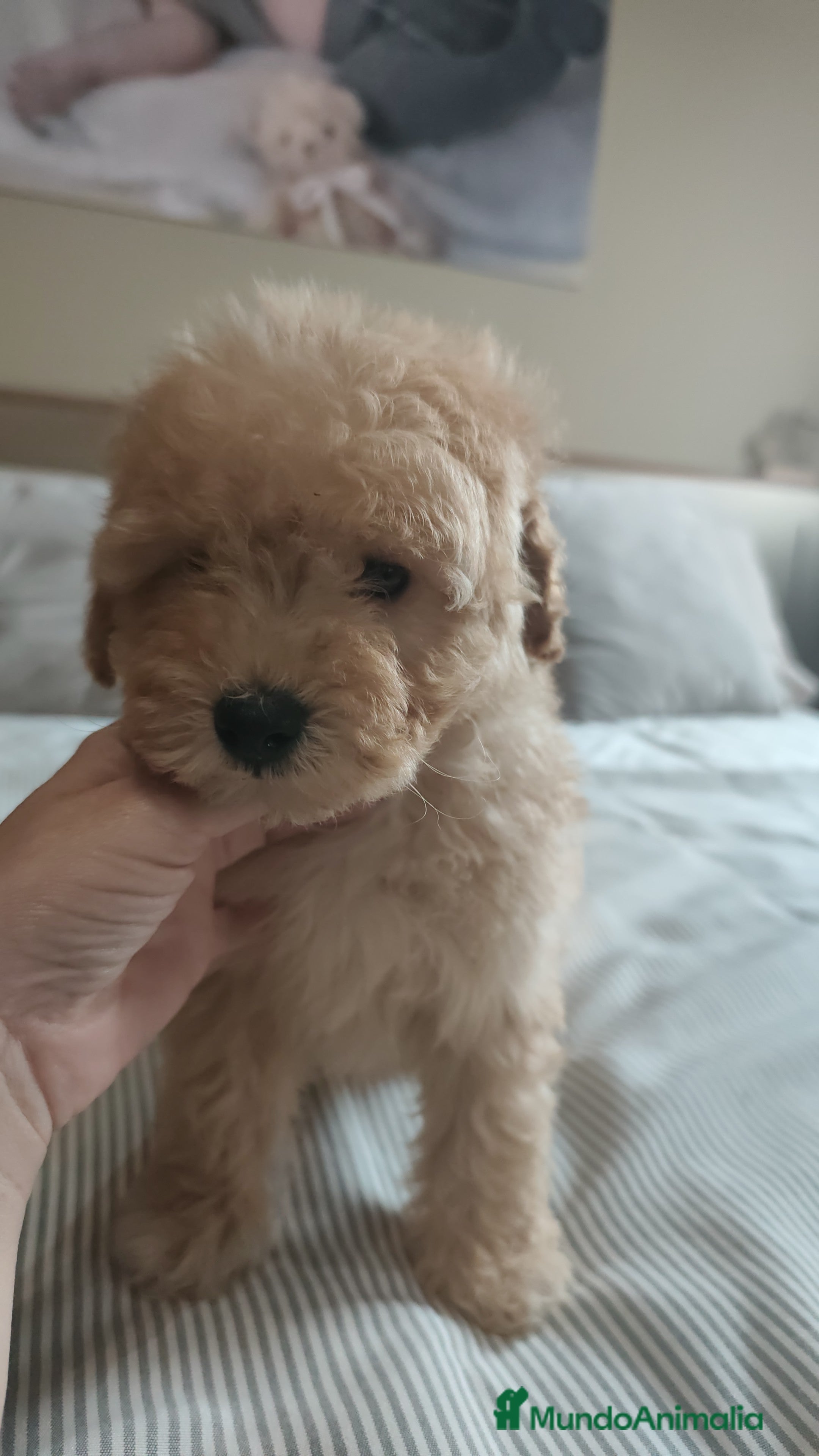 Caniche Toy perros Preciosos caniches  - Anuncio 1