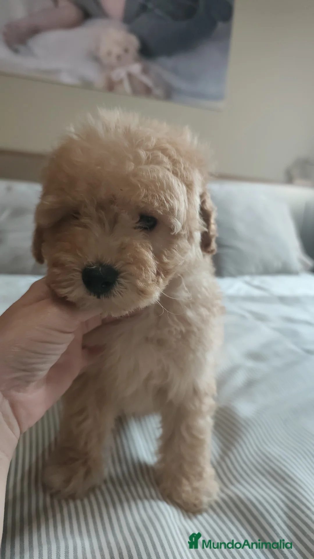 Caniche Toy perros en venta: Preciosos caniches  - Anuncio 1