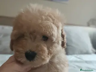 Caniche Toy perros Preciosos caniches - Anuncio 1