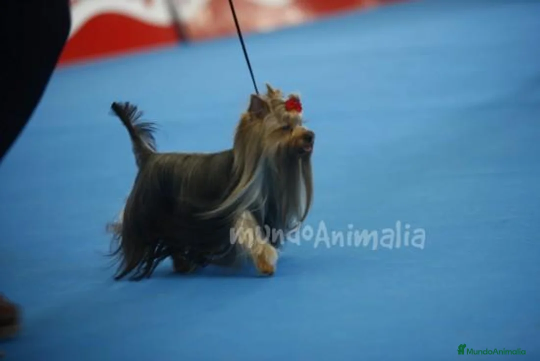 Imagen de galería {{count}}