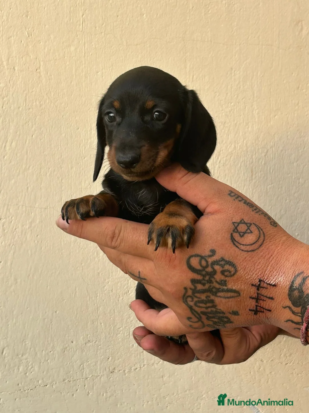 Teckel Miniatura perros en venta: Teckel mini hembra  - Anuncio 1