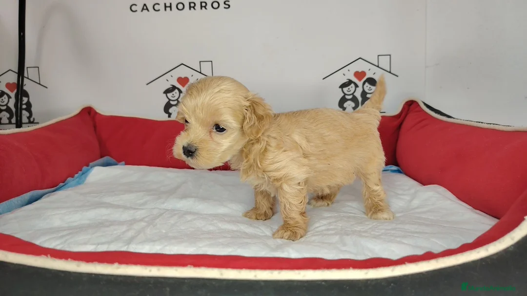 Maltipoo perros en venta: Matipoo - Anuncio 1