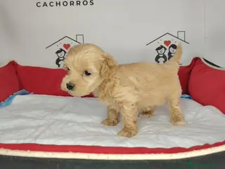Maltipoo perros Matipoo - Anuncio 1