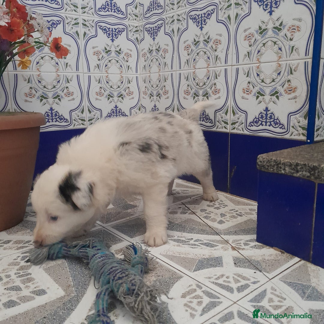 Border Collie perros en venta: BORDER COLLIE - Anuncio 1