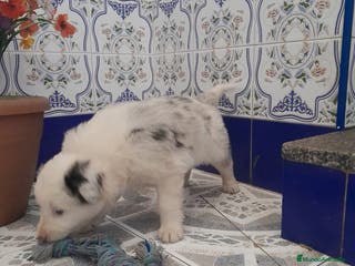 Border Collie perros BORDER COLLIE - Anuncio 1