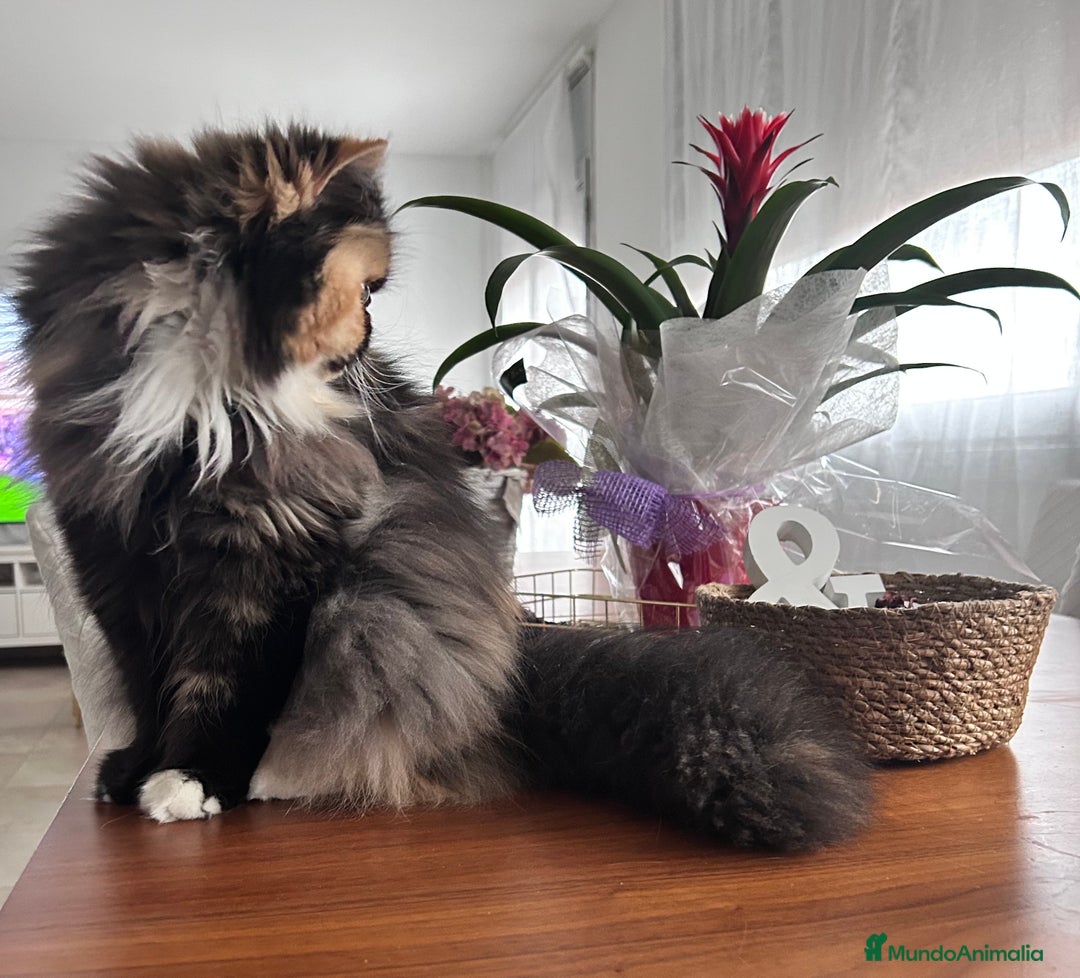 Persa gatos en venta: Persa hembra  - Imagen 3