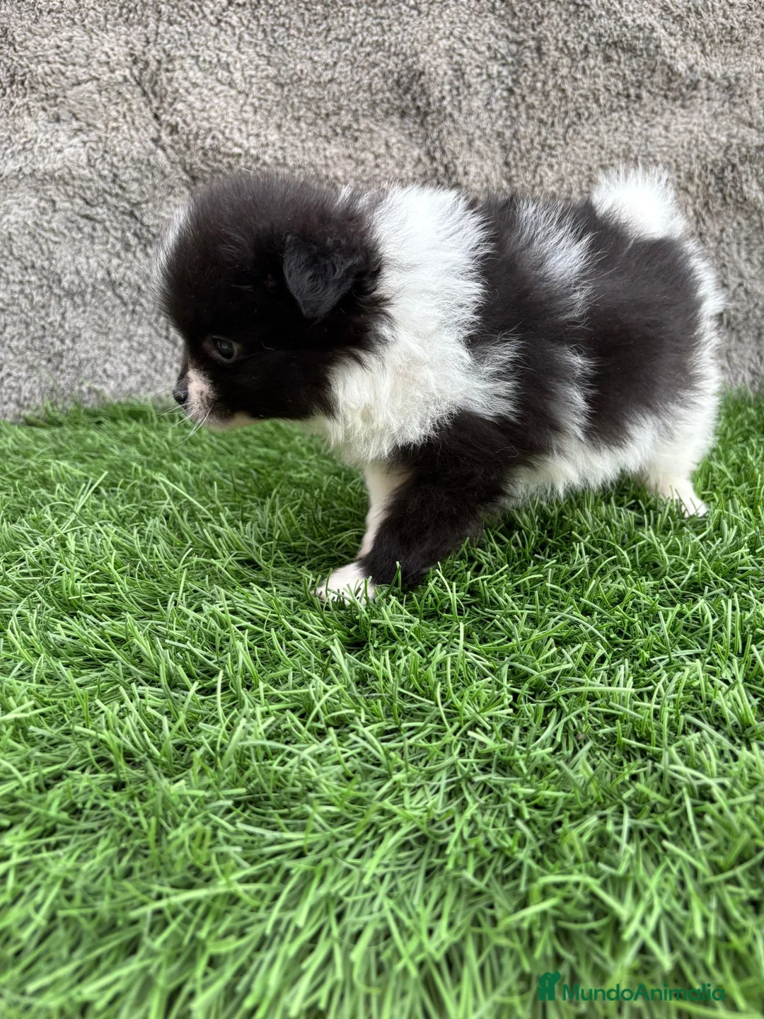 Pomerania perros en venta: Cachorro macho de lulu de Pomerania toy - Anuncio 13