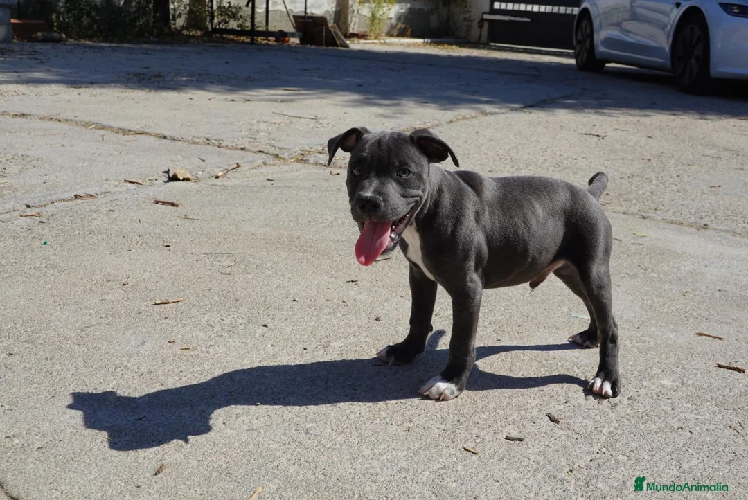 Staffordshire Bull Terrier perros en venta: Staffordshire Bull Terrier Blue - Anuncio 1