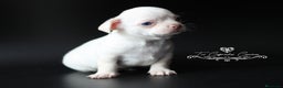 Chihuahua perros en venta: CHIHUAHUA BLANCO en Cantabria - Anuncio 4