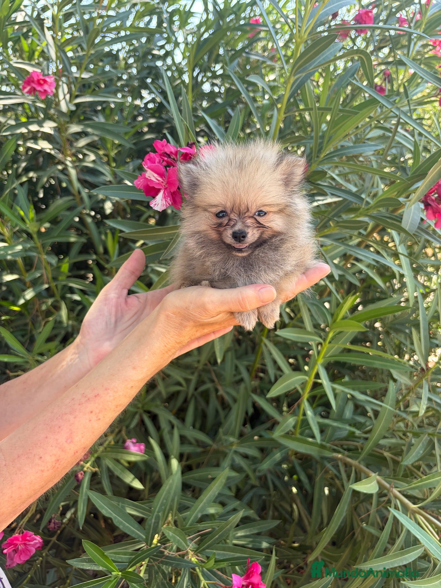 Pomerania perros Pomerania toy mini - Anuncio 4
