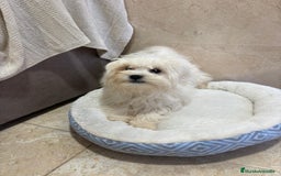 Bichón Maltés perros en venta: Oportunidad bichon maltés  - Anuncio 1