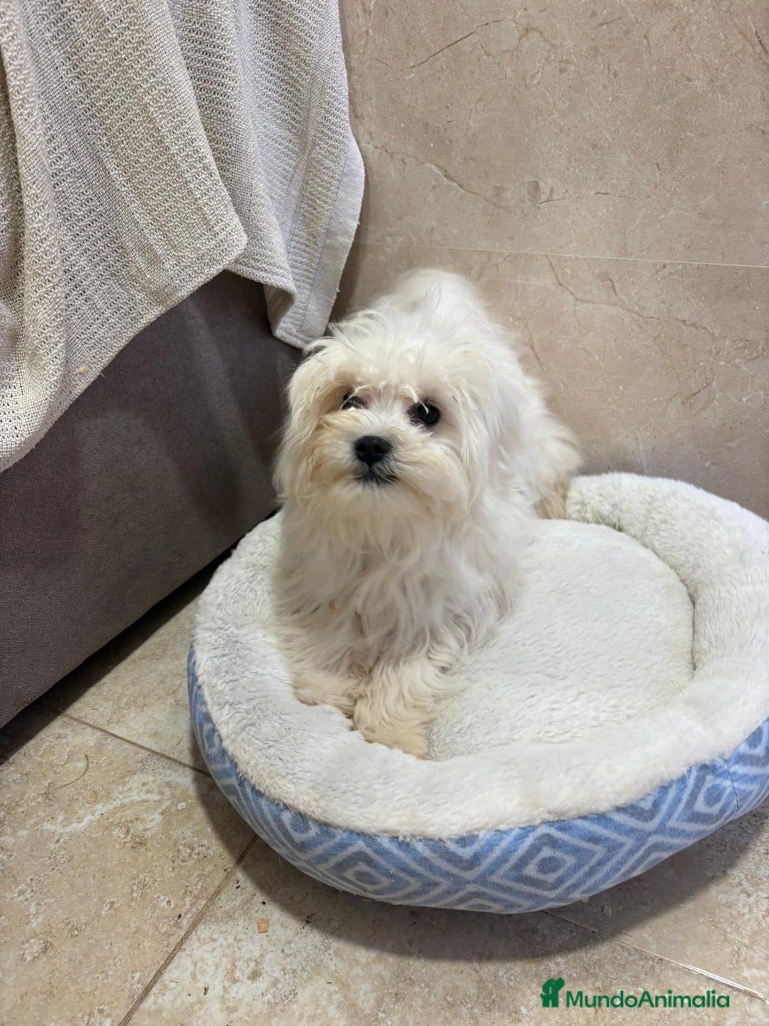 Bichón Maltés perros en venta: Oportunidad bichon maltés  - Anuncio 1