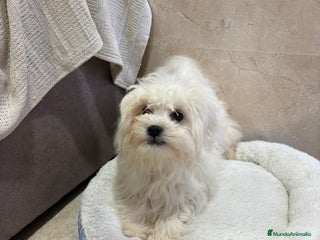 Bichón Maltés perros Oportunidad bichon maltés - Anuncio 1