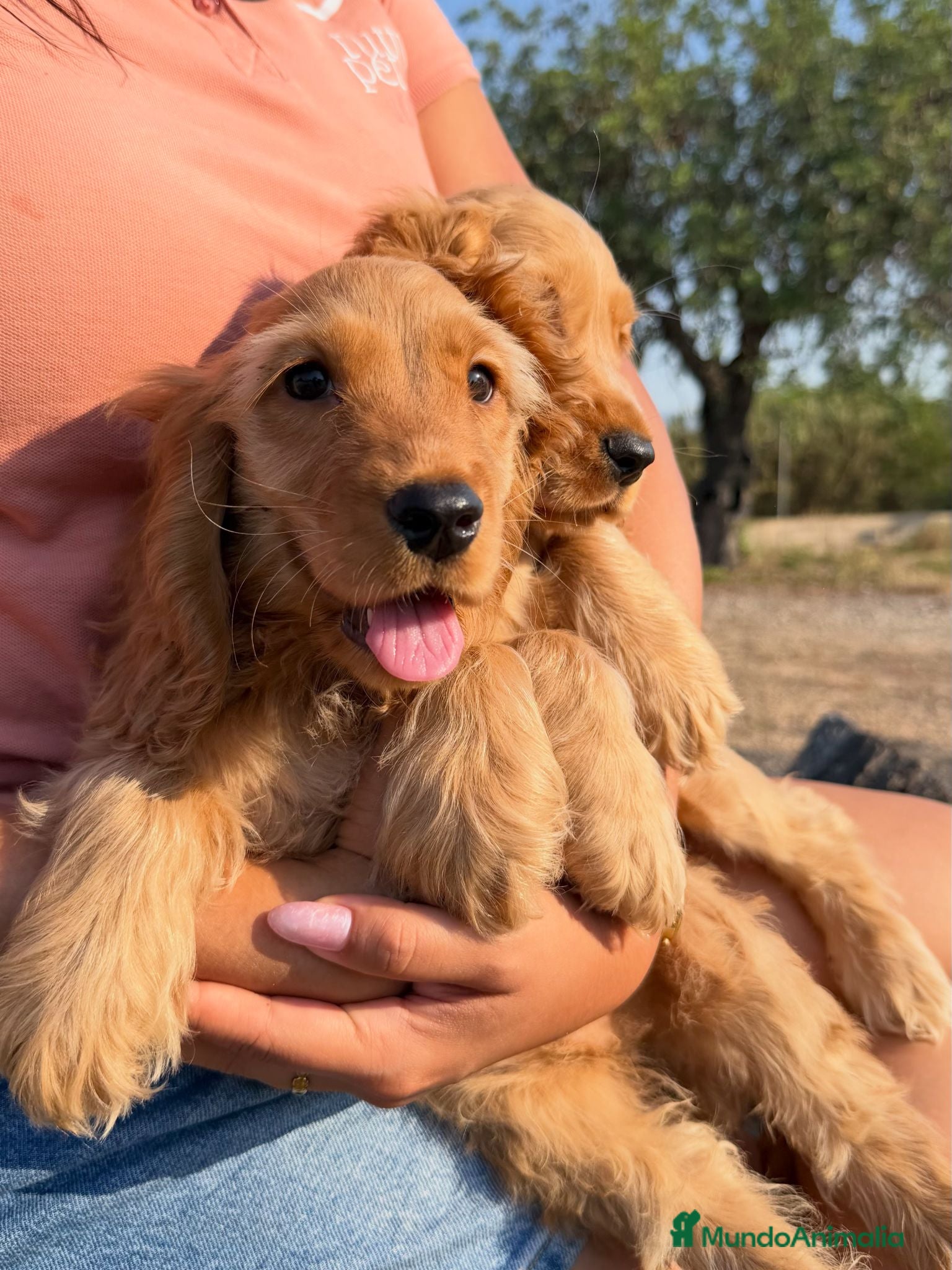 Cocker Spaniel Inglés perros COCKER SPANIEL INGLÉS | Financiación Disponible - Anuncio 1