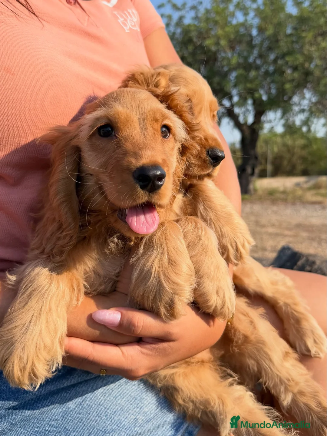 Cocker Spaniel Inglés perros en venta: COCKER SPANIEL INGLÉS | Financiación Disponible - Anuncio 1