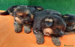 Pastor Alemán perros en venta: Pastores alemanes  - Imagen 3