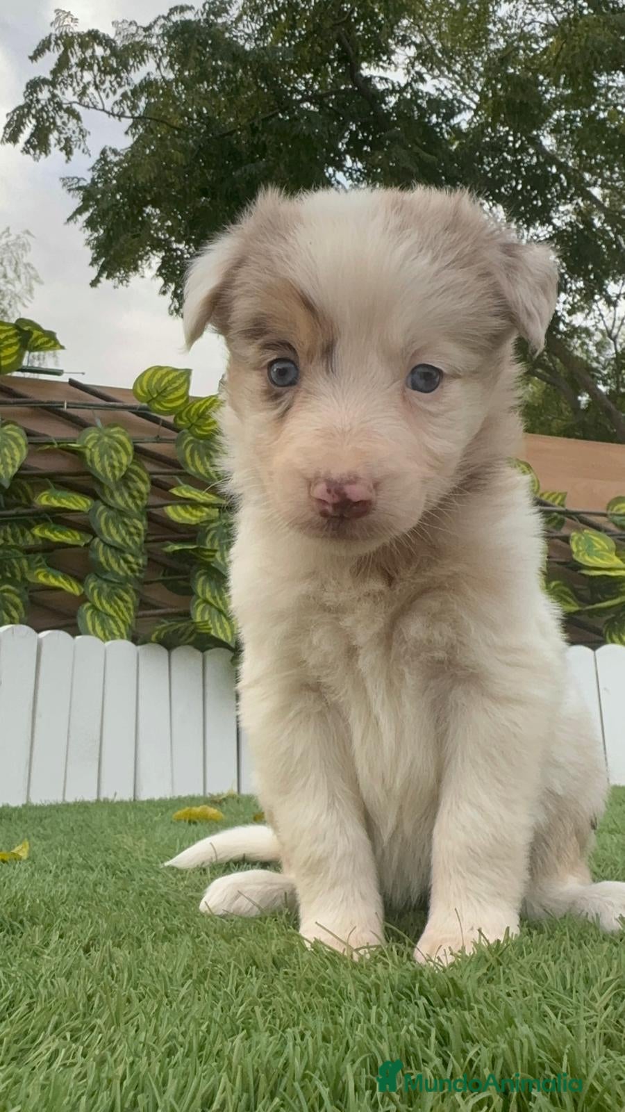 Border Collie perros BORDER COLLIE MACHO Y HEMBRA en Madrid - Anuncio 1