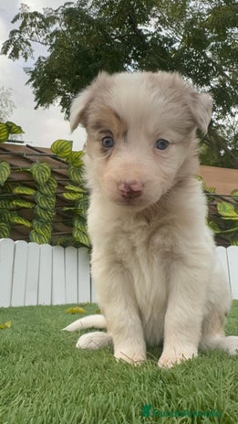 Border Collie perros en Madrid - Anuncio 2