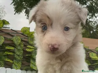 Border Collie perros BORDER COLLIE MACHO Y HEMBRA en Madrid - Anuncio 7