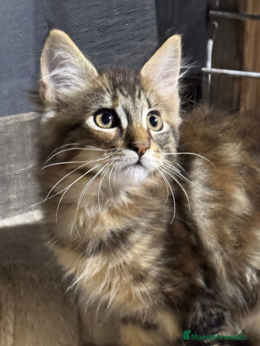 Maine Coon gatos en venta: Preciosa gatita Maine coon - Anuncio 10