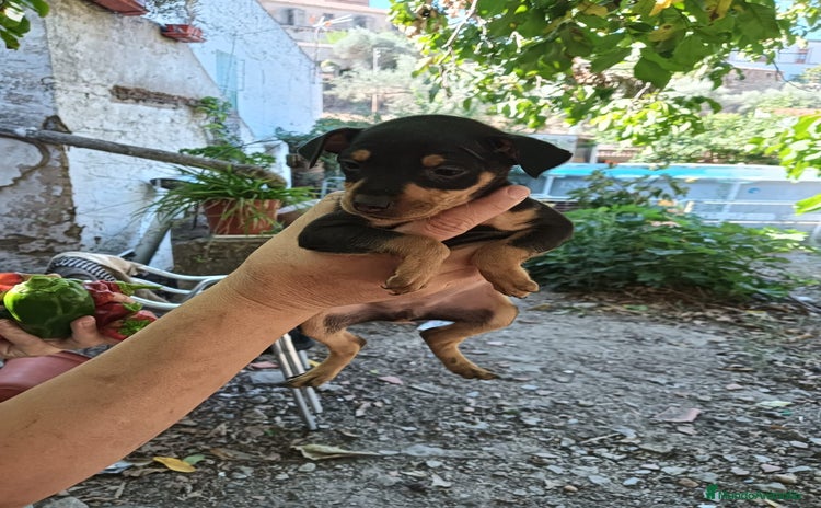 Pinscher Miniatura perros - Anuncio 1