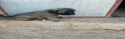 Pastor del Cáucaso perros en venta: Pastores del Caucasos de Calidad  - Anuncio 3