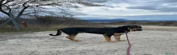 Raza Mixta perros en adopcion: THOR busca hogar - Anuncio 2