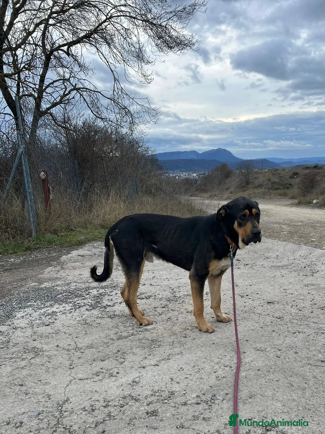 Raza Mixta perros en adopcion: THOR busca hogar - Anuncio 2