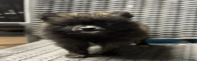 Pomerania 1