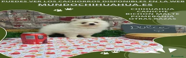 Pomerania Cachorro 9