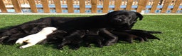 Labrador Retriever perros en venta: Cachorros labrador retriever top - Anuncio 13