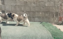 Akita Americano perros en venta: Akita americano  en Alicante - Imagen 3