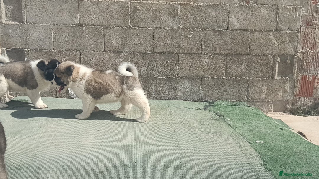 Akita Americano perros en venta: Akita americano  en Alicante - Imagen 3