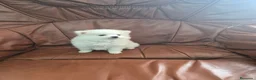 Pomerania perros en venta: Impresionante machito de pomerania  - Anuncio 2